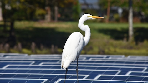 Heron