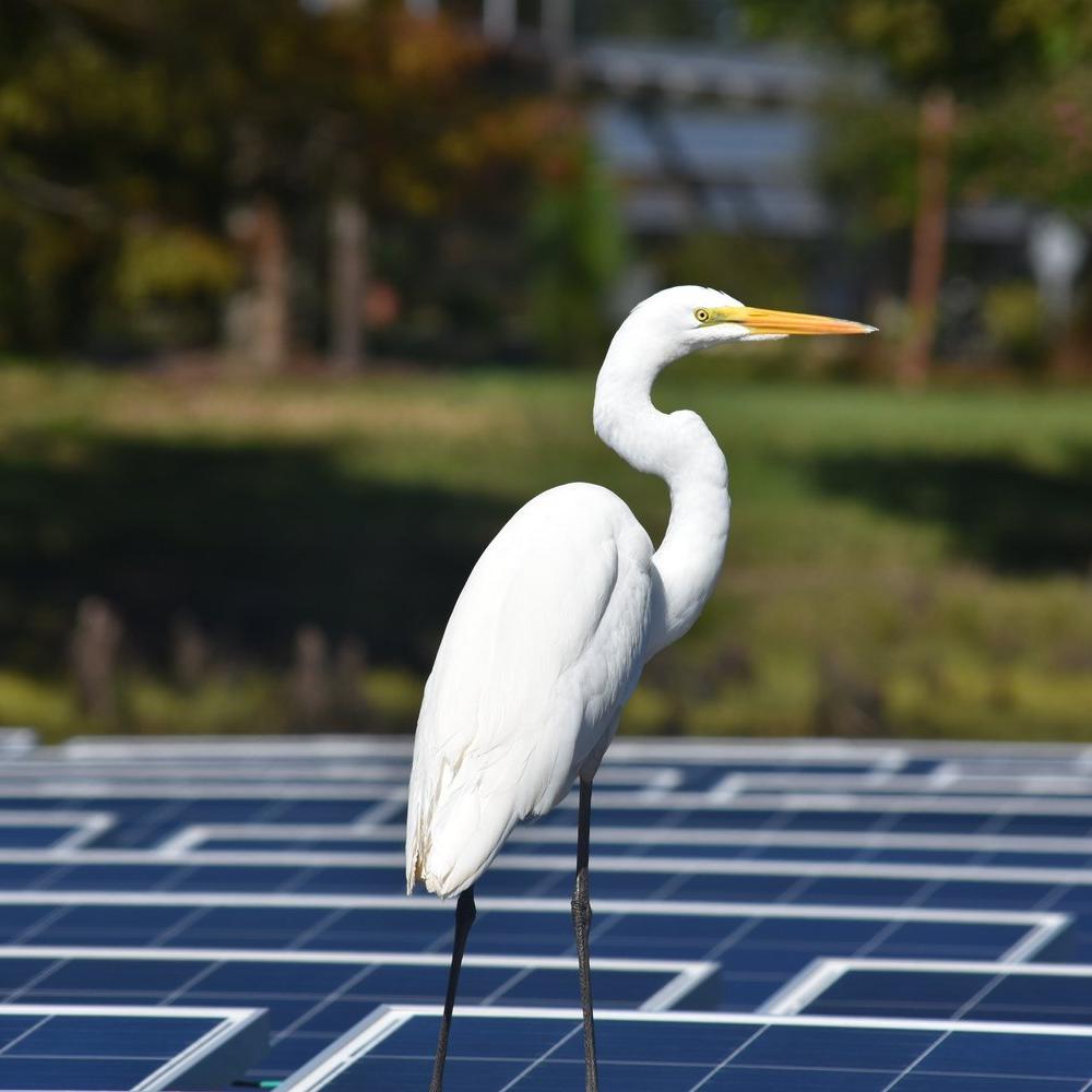 Egret